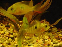 tank pics 2.JPG