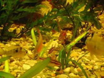 tank pics 3.webp