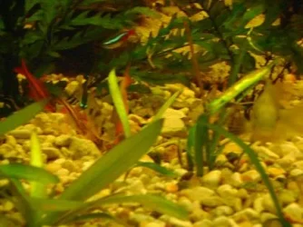 tank pics 4.webp