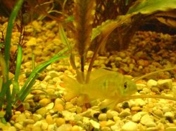 tank pics 5.JPG