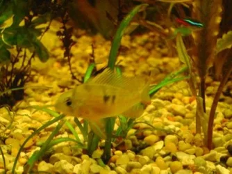 tank pics 6.webp