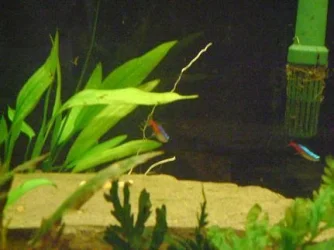 tank pics 7.webp