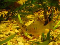 tank pics 8.JPG