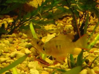 tank pics 8.webp