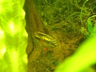 tank pics 9.webp