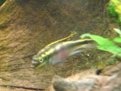 tank pics 10.JPG
