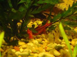 tank pics 11.JPG