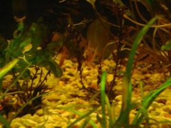 tank pics 12.JPG
