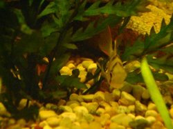 tank pics 13.JPG