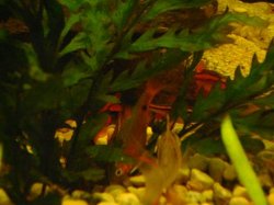 tank pics 14.JPG