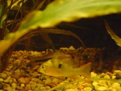 tank pics 15.JPG
