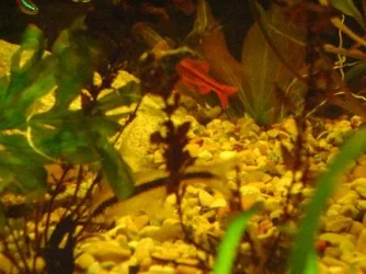 tank pics 16.webp