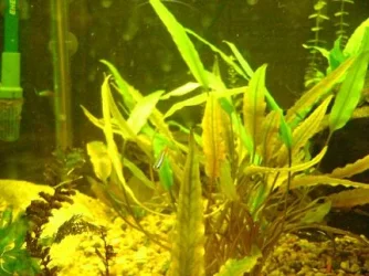 tank pics 18.webp