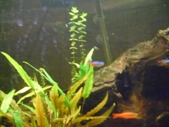 tank pics 19.webp
