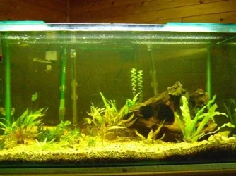 tank pics 20.webp