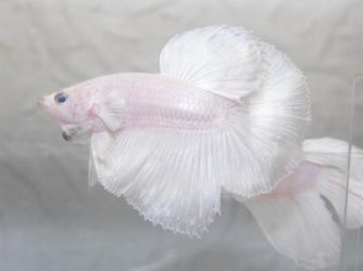 whiteop2.jpg whiteop2.jpg