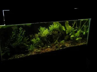 aquarium 015.webp
