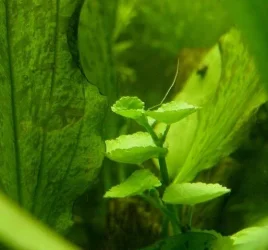aquarium 011.webp