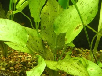 aquarium 017.webp