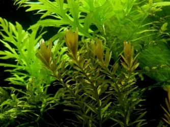 aquarium 007.webp