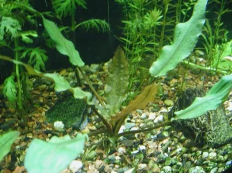 aquarium 010.webp