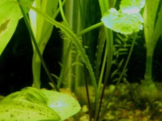 aquarium 013.webp