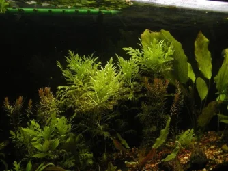 aquarium 014.webp
