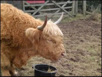 cow.webp cow.webp