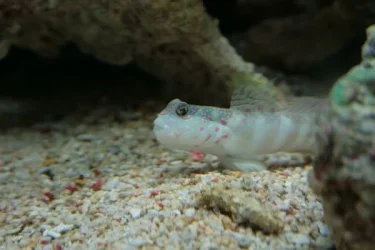 Goby1.webp Goby1.webp