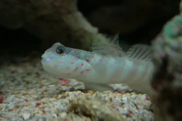 Goby2.webp Goby2.webp