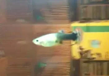 guppy_pic.webp