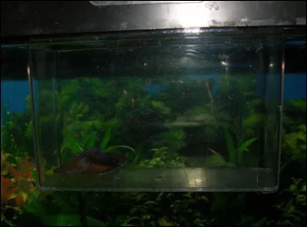 Betta 1a.webp Betta 1a.webp