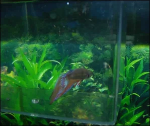 Betta 1b.webp Betta 1b.webp
