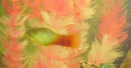 uudi hsdfishdwefjlk.webp uudi hsdfishdwefjlk.webp