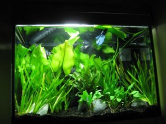 Morris Tank.JPG Morris Tank.JPG