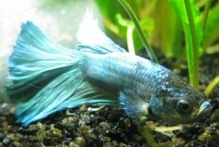 Morris.JPG Morris.JPG