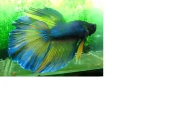 betta.webp
