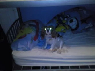 Amy vision.webp
