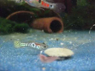 Fry and Parent.webp