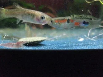 Parent Fish.webp