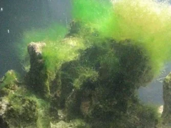 algae_small.webp