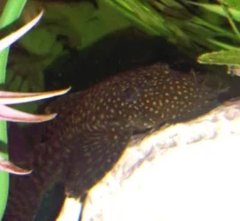 Pleco1.webp