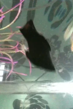 photo-1.webp