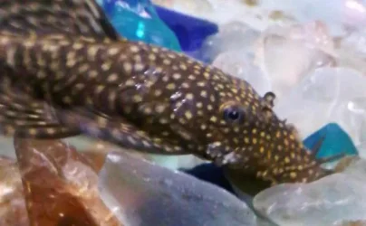 pleco2.webp