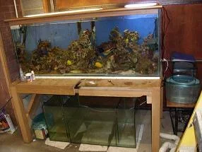 g     tank.webp