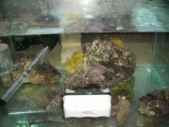 sump 1.webp