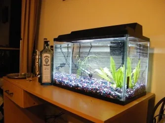 fish small.webp fish small.webp