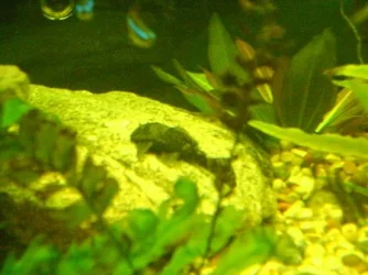 9.webp