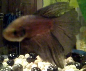 fishy!.webp