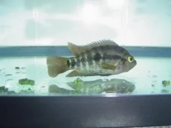 Cichlid 1.webp